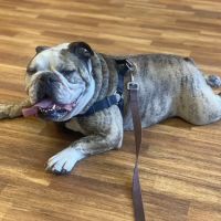 Cheshire Crossing Animal Hospital ico