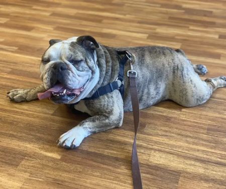 Cheshire Crossing Animal Hospital
