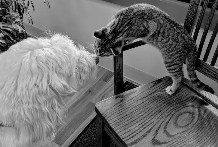 Cheshire Crossing Animal Hospital Picture 4