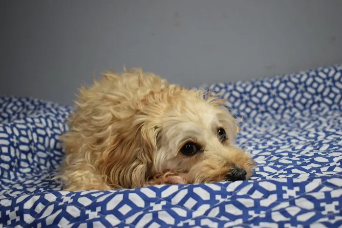 The Animal Health Organization - TAHO Picture 1