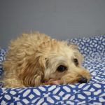 The Animal Health Organization - TAHO