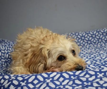 The Animal Health Organization - TAHO
