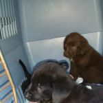 Animal Care Center of Polaris