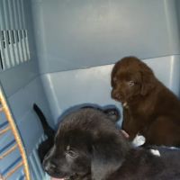 Animal Care Center of Polaris ico