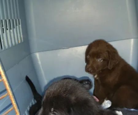 Animal Care Center of Polaris