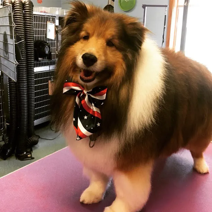 Lifetime Pet Wellness Center Picture 3