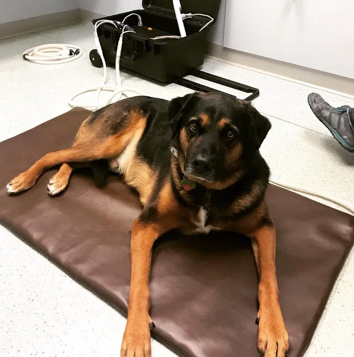 Lifetime Pet Wellness Center Picture 4
