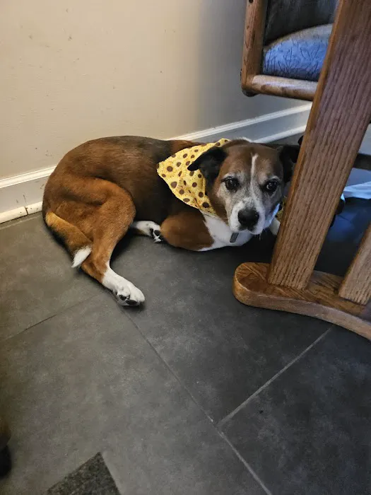 Lifetime Pet Wellness Center Picture 8