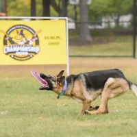 Lifetime Pet Wellness Center ico