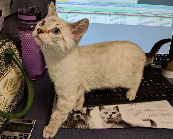 Lifetime Pet Wellness Center Picture 6