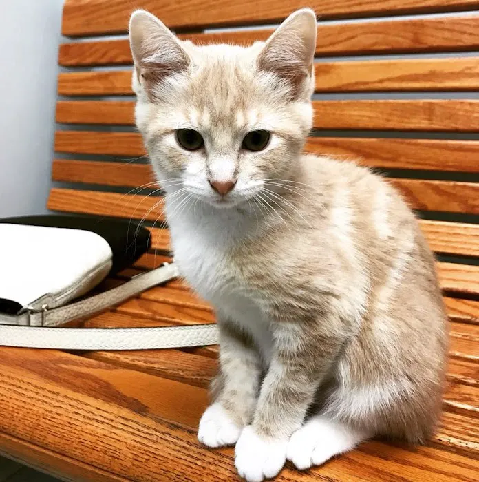 Lifetime Pet Wellness Center Picture 7