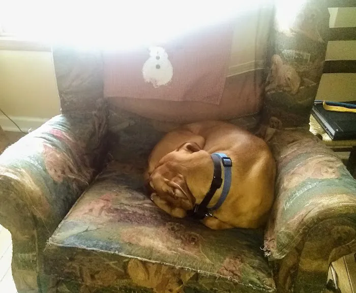 Knapp Veterinary Hospital Inc Picture 7