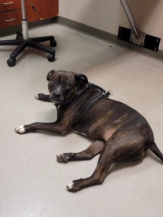 Knapp Veterinary Hospital Inc Picture 8