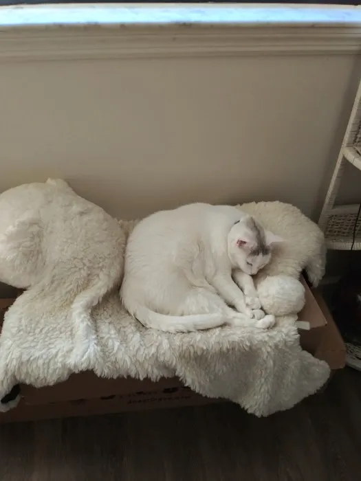 Clintonville Animal Hospital Picture 2