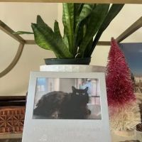 Clintonville Animal Hospital ico