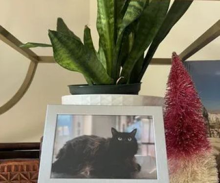 Clintonville Animal Hospital