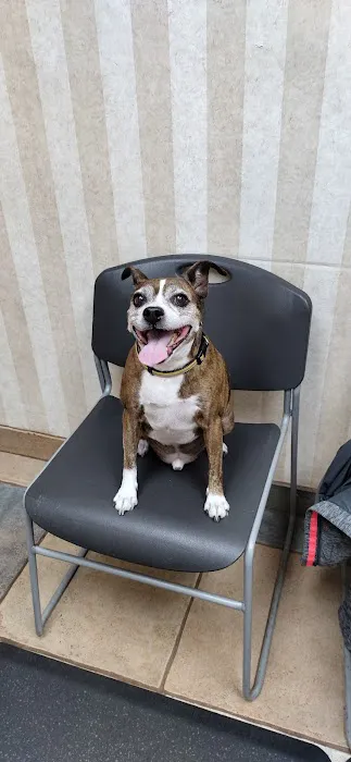 Beechwold Veterinary Hospital, A Thrive Pet Healthcare Partner Picture 6