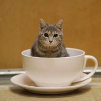 Beechwold Veterinary Hospital, A Thrive Pet Healthcare Partner ico