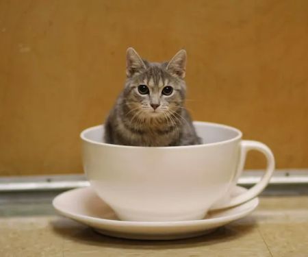 Beechwold Veterinary Hospital, A Thrive Pet Healthcare Partner