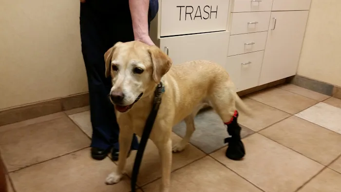 Beechwold Veterinary Hospital, A Thrive Pet Healthcare Partner Picture 10