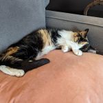 OSU Hummel and Trueman Hospital for Companion Animals