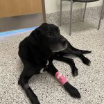 The Ohio State University Veterinary Medical Center