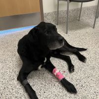 The Ohio State University Veterinary Medical Center ico