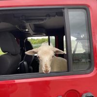 OSU Hospital for Farm Animals ico