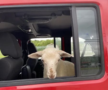 OSU Hospital for Farm Animals