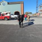 Galbreath Equine Center (Ohio State Veterinary Medical Center)