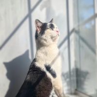 Ripley Animal Clinic ico