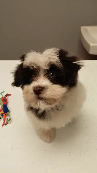 Ripley Animal Clinic Picture 5