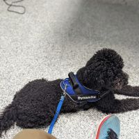 Fifth & Kenny Animal Hospital ico