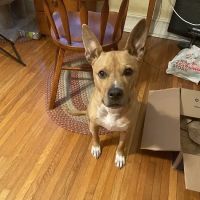 Tri-Village Animal Hospital ico