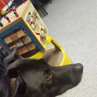 Pet Solutions of Columbus ico