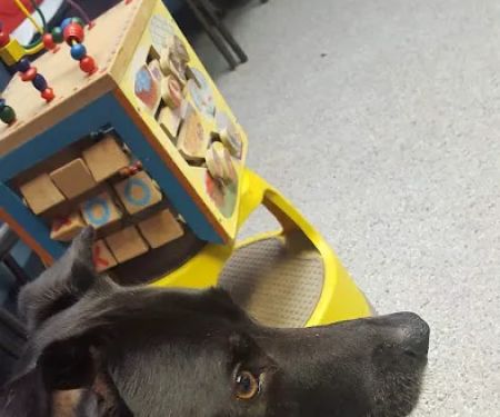 Pet Solutions of Columbus