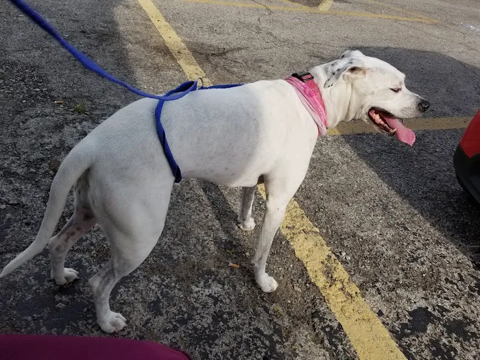 Pet Solutions of Columbus Picture 8