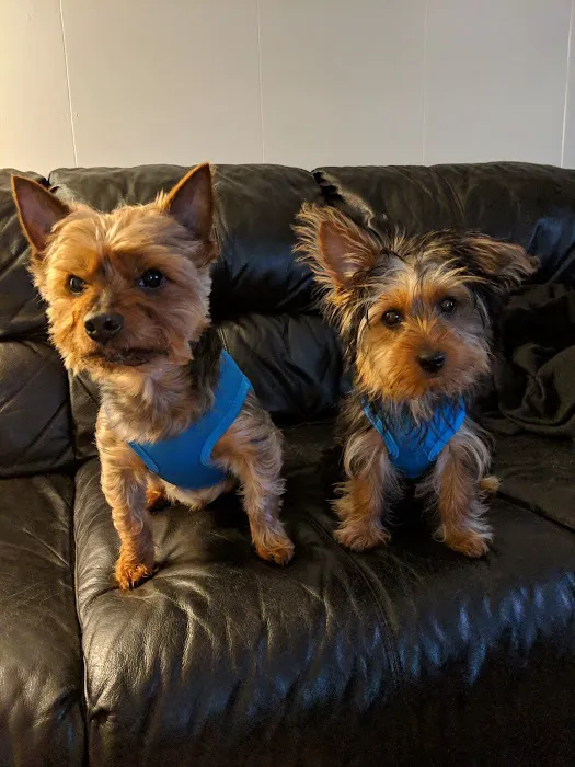 Pet Solutions of Columbus Picture 5