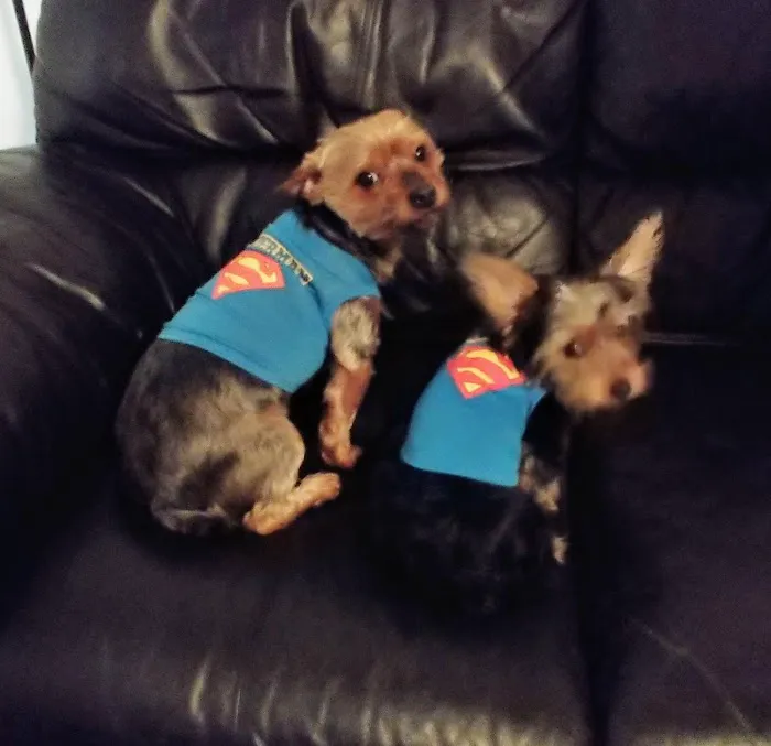 Pet Solutions of Columbus Picture 3