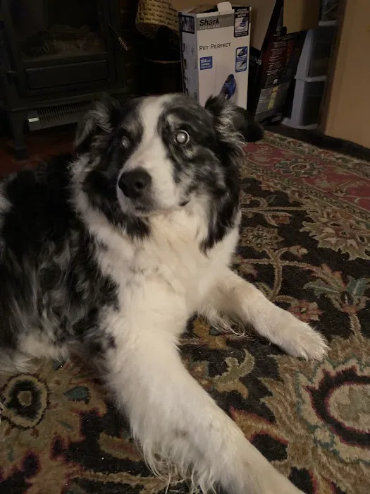 ValuVet Wellness - Graceland Picture 2