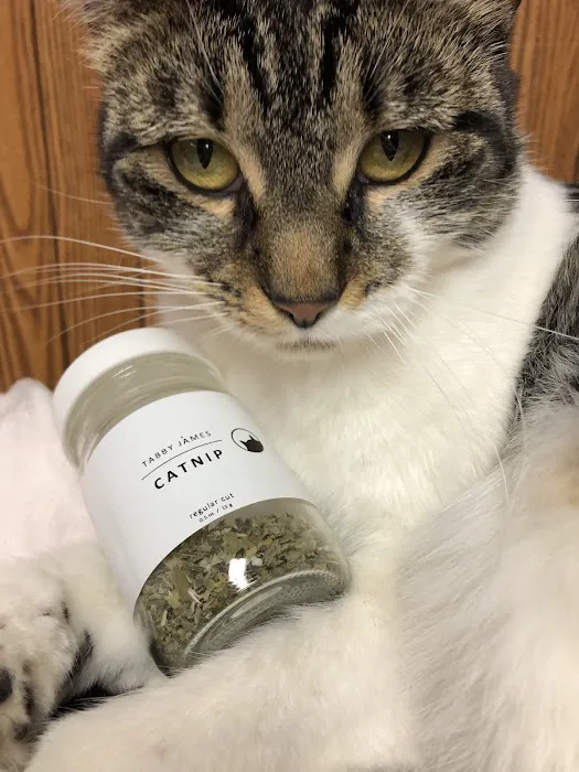 ValuVet Wellness - Graceland Picture 9