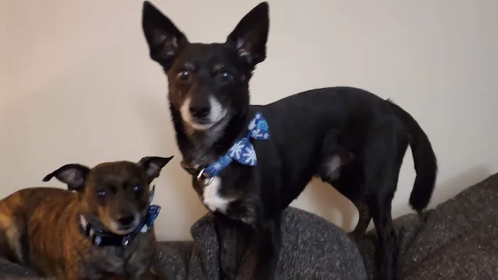 ValuVet Wellness - Graceland Picture 1