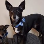 ValuVet Wellness - Graceland