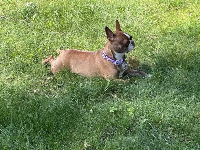Animal Hospital of Worthington Picture 8