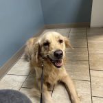 Animal Hospital of Worthington