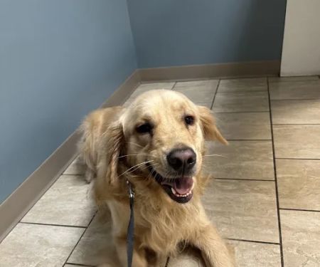 Animal Hospital of Worthington