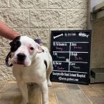 Georgesville Road Animal Hospital