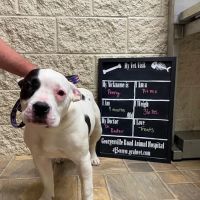 Georgesville Road Animal Hospital ico
