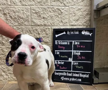 Georgesville Road Animal Hospital