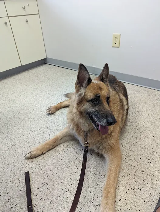 Westside Animal Clinic Picture 4